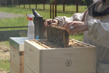 Budowanie i łączenie miast świadomych roli pszczół w Europie